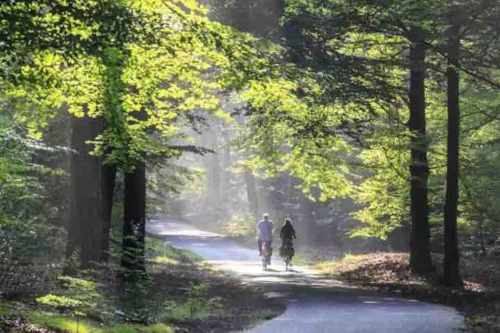 Toetje Op De Veluwe * Hoenderloo